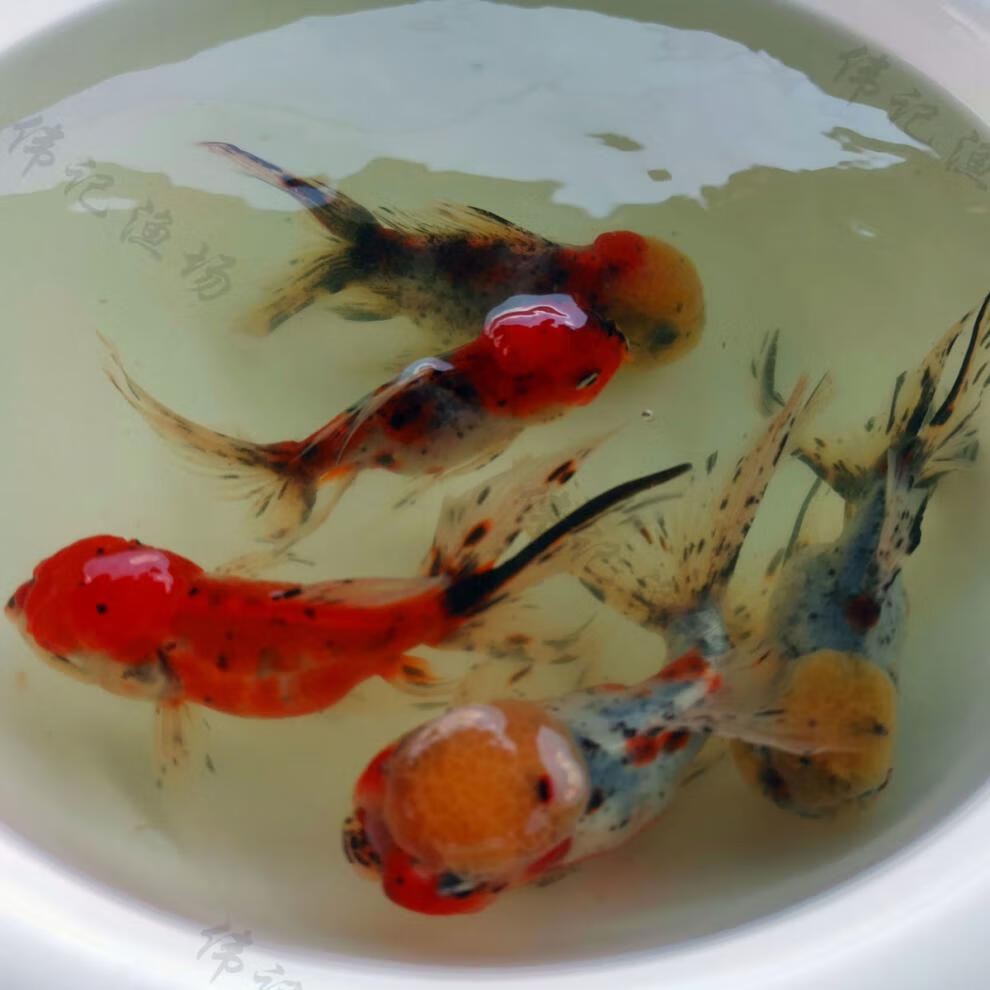 萌小鼠红狮子头金鱼国狮红狮头活鱼黑狮头淡水鱼冷水鱼活体观赏鱼渔场