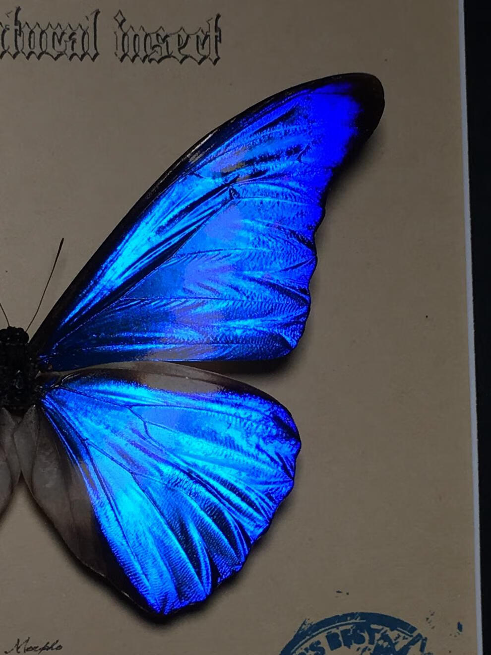 昆虫标本收纳盒光明女神闪蝶·海伦娜闪蝶·真蝴蝶标本·真昆虫标本