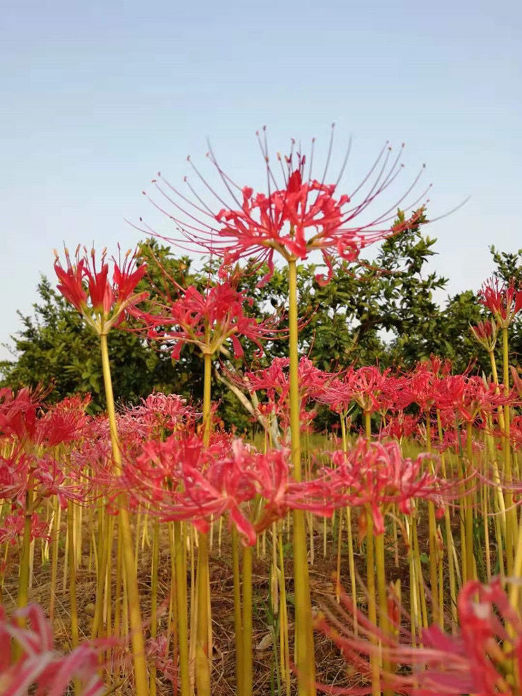 【精选绿植】【】彼岸花水培花卉植物客厅绿植进口曼珠沙华四季常青除