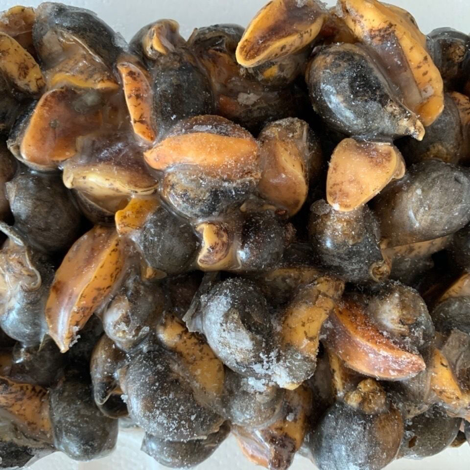 自家渔船捕捞假鲍鱼海蜗牛鲍鱼螺老婆脚肉质q弹腾旺纳跃未去壳四斤