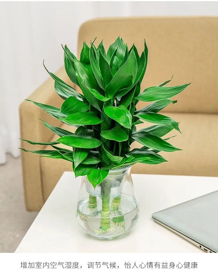 富贵竹水养玻璃花瓶水培花卉盆栽植物室内绿植四季好养 观音竹3支