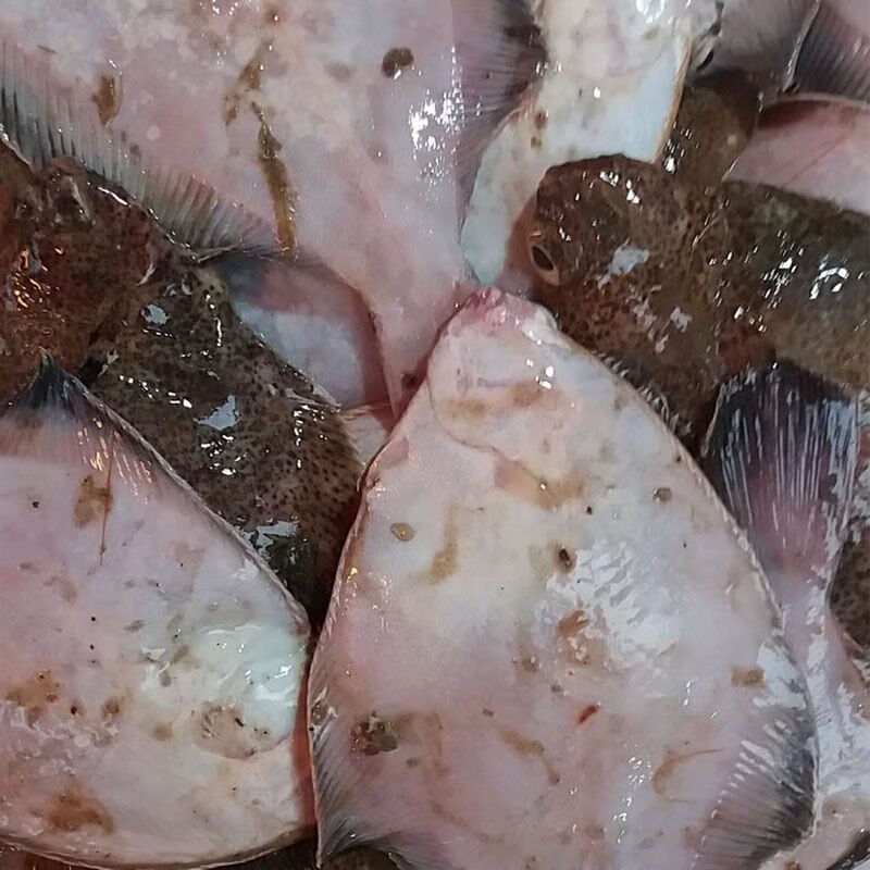 康胜谊青岛鼓眼鱼鲜活古眼鱼新鲜高眼鱼比目鱼每斤3条海鲜批发鼓眼鱼