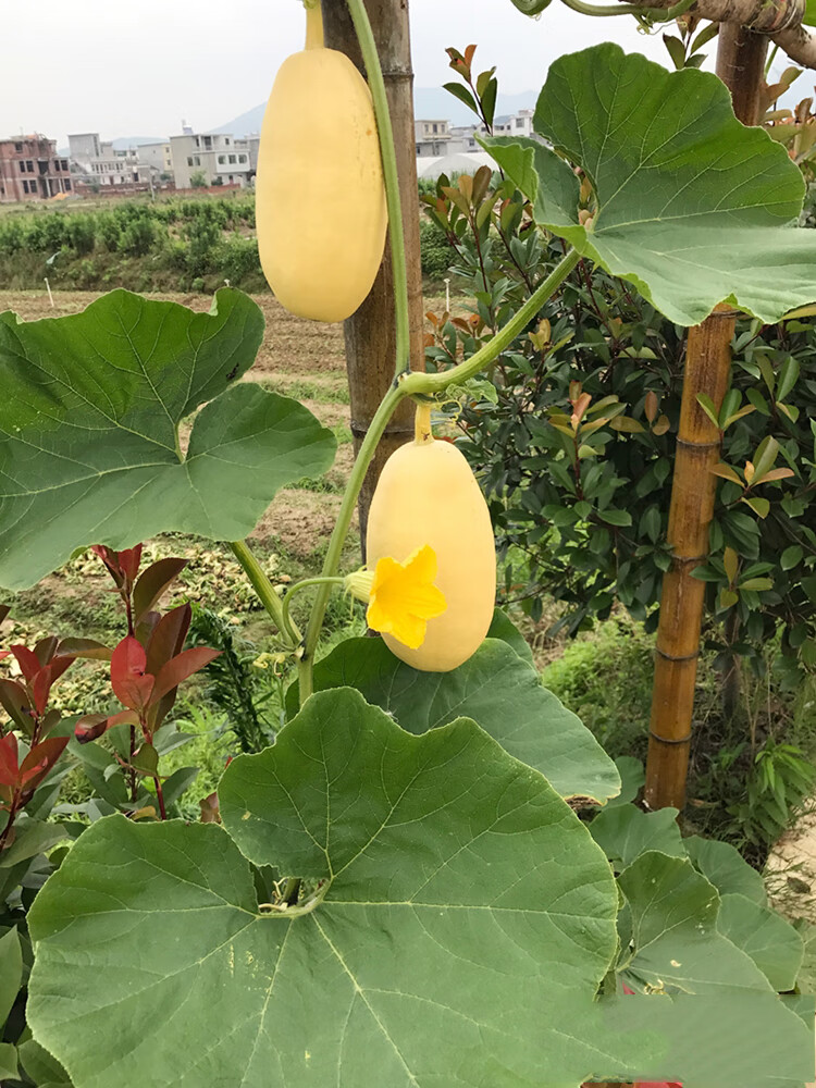 晨臻 石城特产 赣南石城特产杏瓜农家自种新鲜采摘时令蔬果黄皮笋瓜信