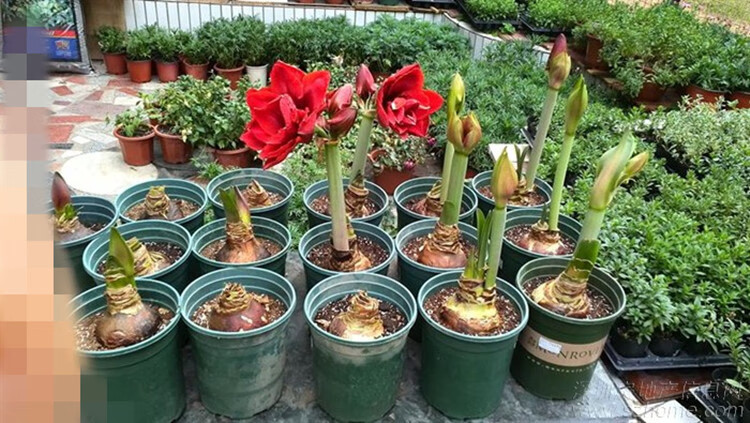 斯柏克朱顶红大种球盆栽重瓣朱顶红对子莲孤挺花根阳台滑稽演员12