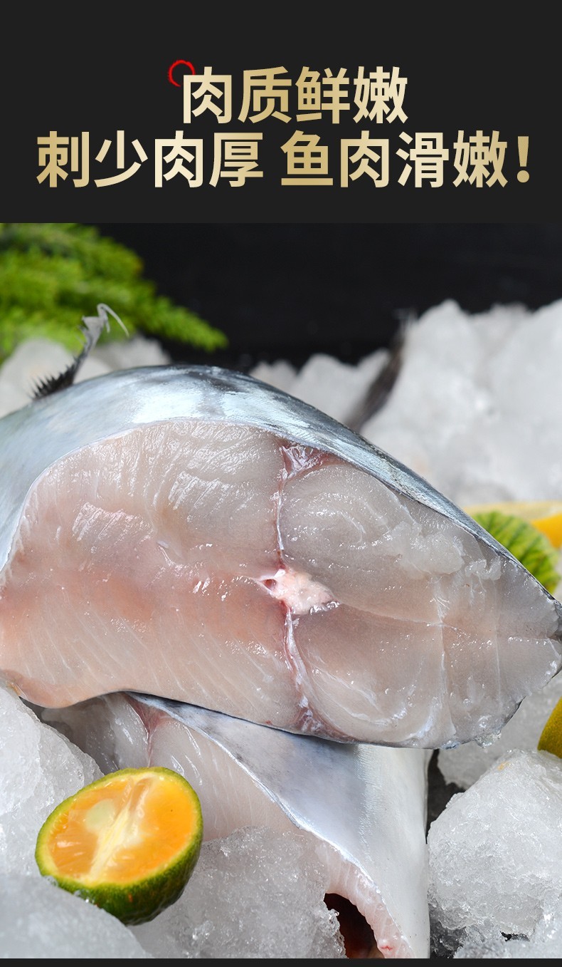 jd物流鲅鱼蓝点马鲛鱼鲜活海捕冷冻海鲜水产马鲛鱼新鲜青岛大鲅鱼团建