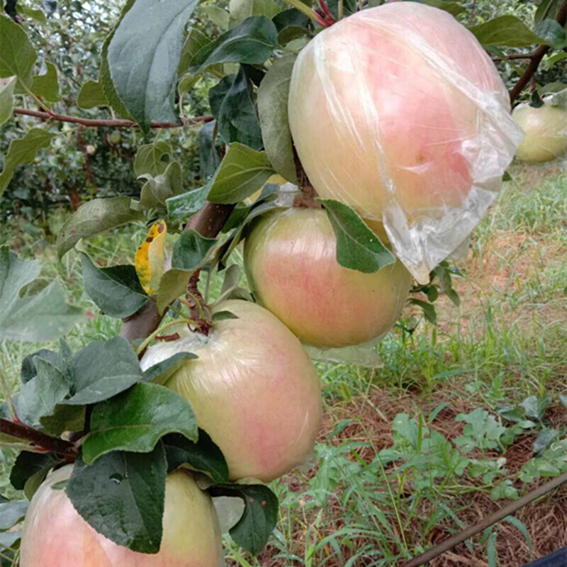 新鲜大沙河红富士苹果10斤农家整箱脆甜有机当季摘徐州沛丰县80mm含