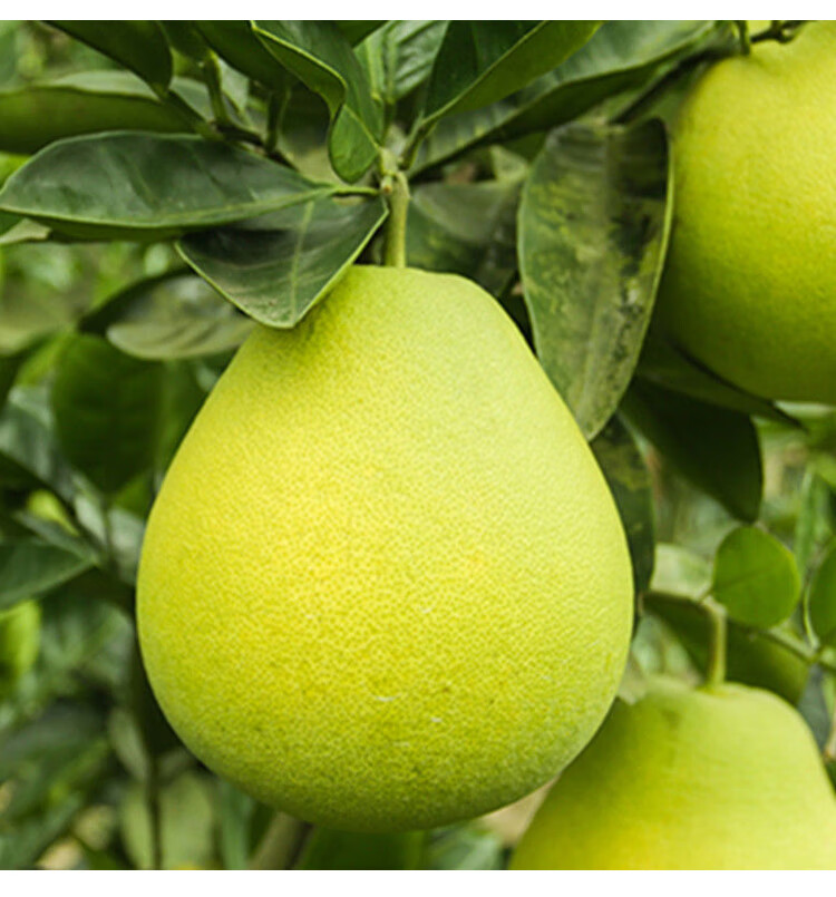 芬岚 贵州铜仁万山香柚5斤新鲜现摘柚子雪峰柚小苦柚时令水果贡柚孕妇