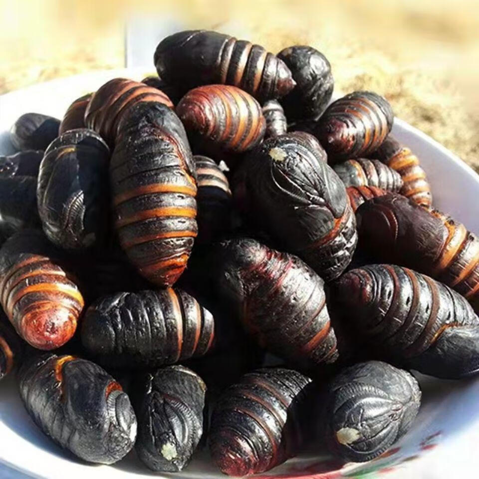 2021新茧蛹鲜活大蚕蛹东北特产活体茧蛹柞树蛹蝉蛹保活 1000g 黑蛹王