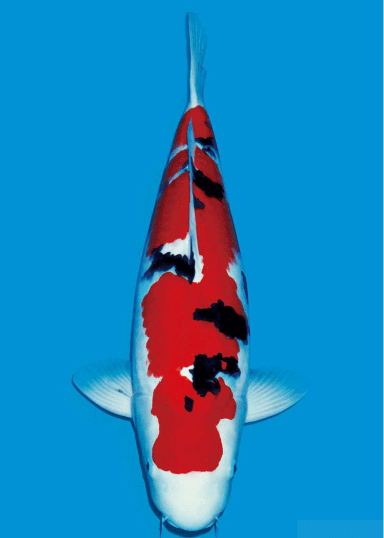 纯种精品进口日本锦鲤活鱼活体观赏鱼大正三色锦鲤鱼大型高端进口带