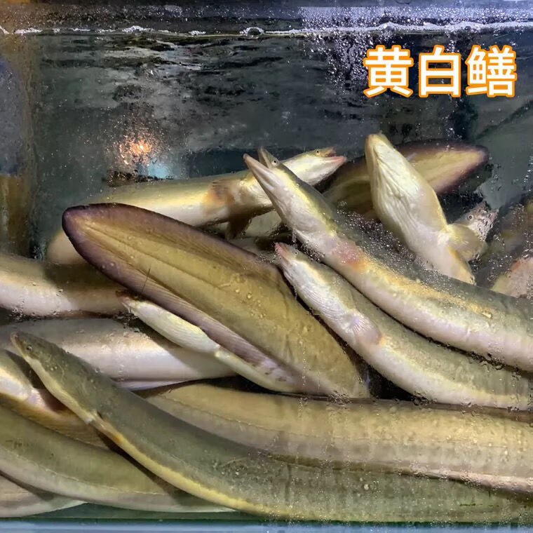 鮮活鰻魚黃白鱔花鱔魚淡水魚河水產鮮活體發貨1628釐米苗淡水也生一條