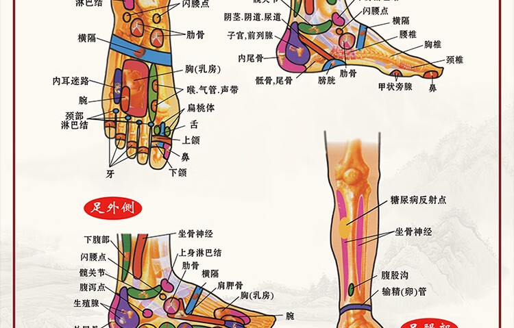 小米mi生态同款足底按摩穴位图足部反射区大挂图人体经络穴位图儿童
