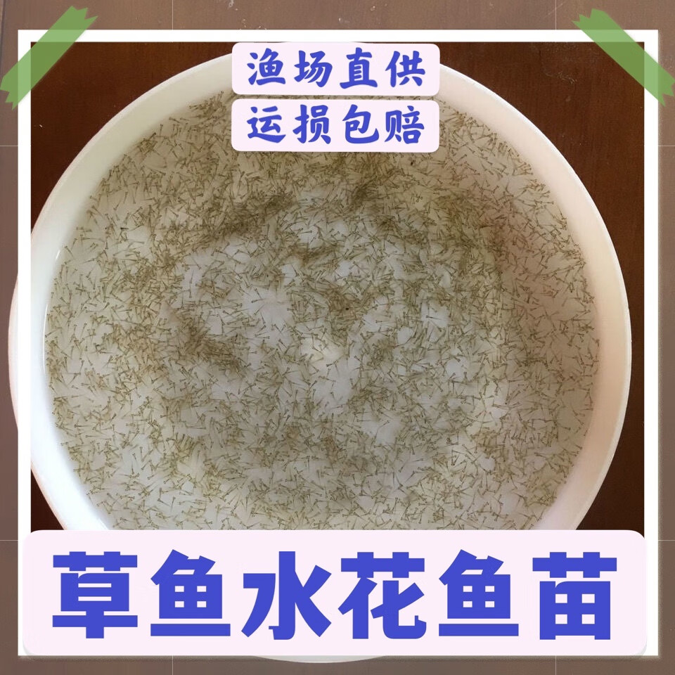 草鱼水花苗草鱼苗夏花水花苗草鱼水花四大家鱼水花家鱼花苗 草鱼水花