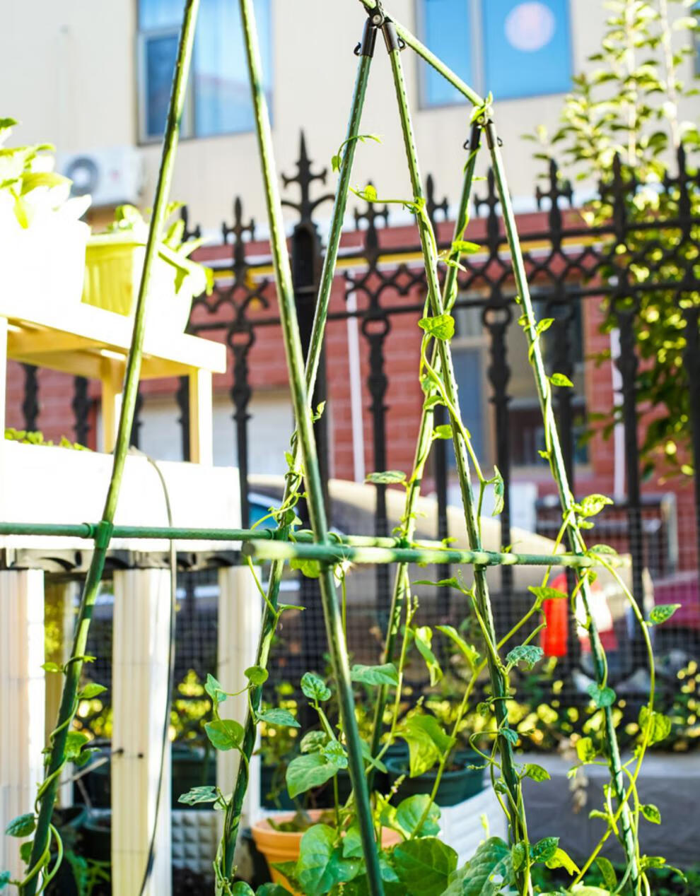 棚架新款h型藤蔓植物黄瓜爬藤架子园艺支架阳台搭棚架种菜爬藤架套装h