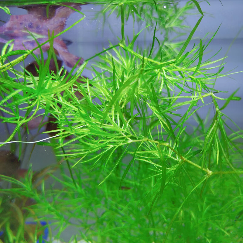 铠泽金 【抖音同款 臻品京选 】雪貂留香 印度小竹节竹节草真水草水族