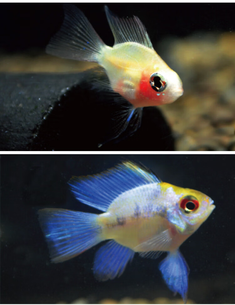 活体小型慈鲷鱼荷兰凤凰球阿凡达鱼球金波子热带观赏鱼阿凡达球1条