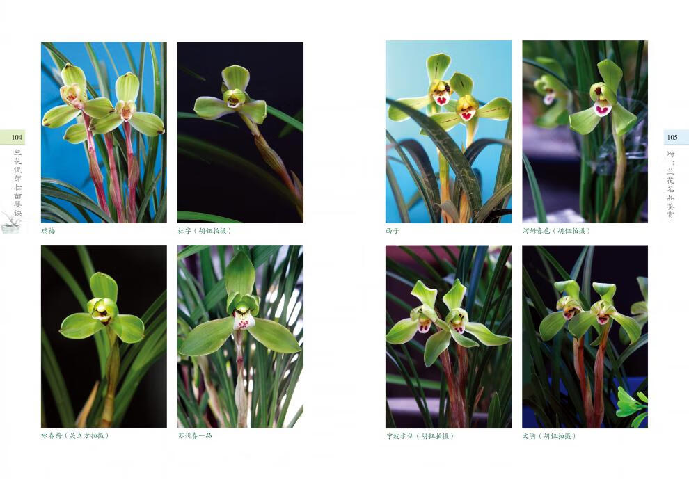 正版兰花促芽壮苗要诀促苗开花阳台养兰家庭园艺养花兰花种植养护书籍