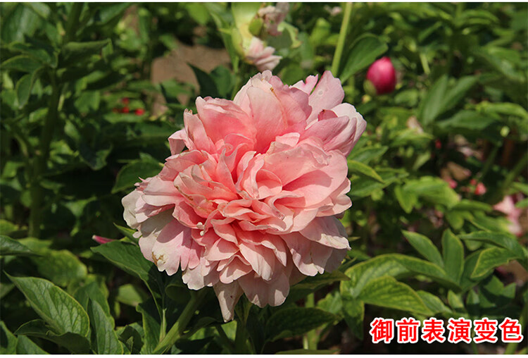 芍藥花苗重瓣盆栽正宗菏澤基地直髮庭院花卉精品大花黃色芍藥苗紅繡球