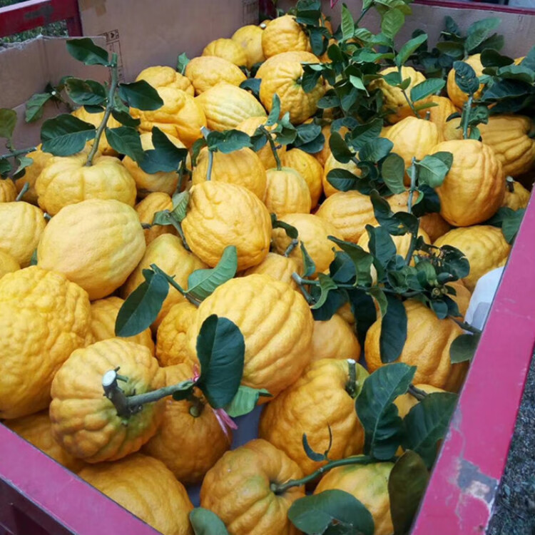 云南特产鲜果香橼果大理香缘大果佛手柑新鲜水果农家香园高山水果野