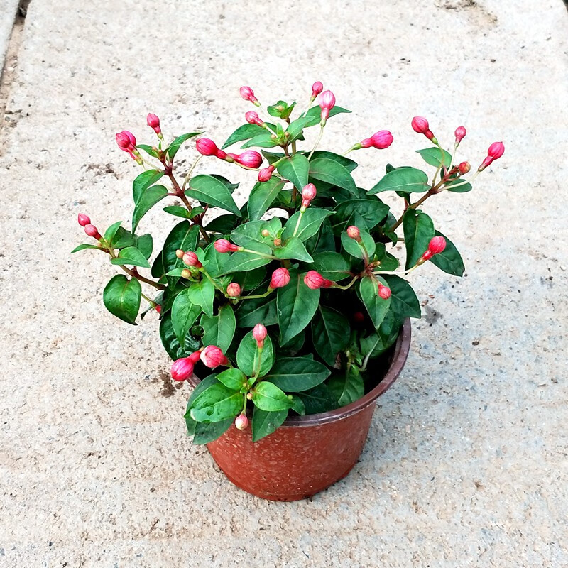 倒挂金钟盆栽灯笼花苗吊兰吊钟海棠灯笼海棠大苗当年四季开花不断