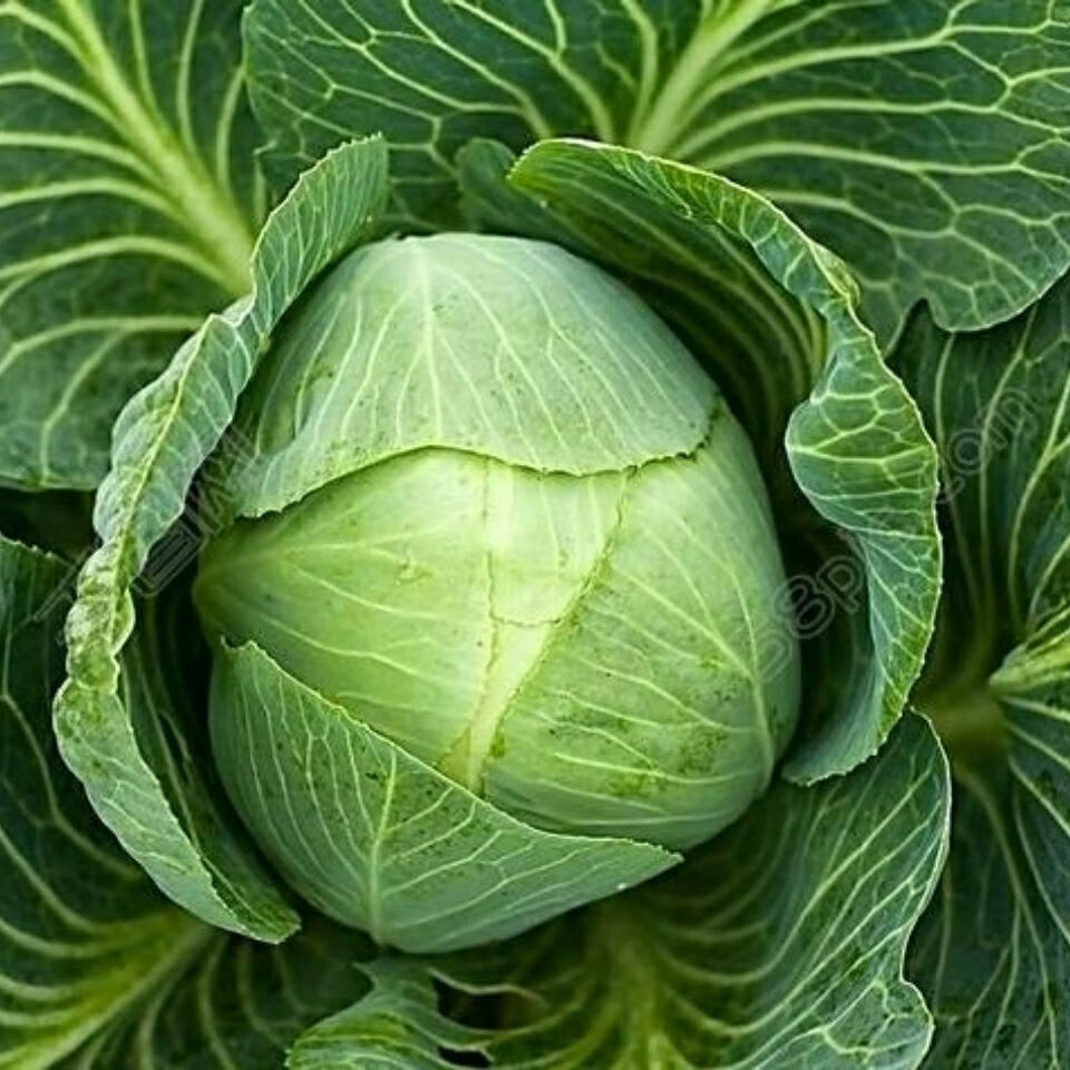 媚调 农家自产新鲜包菜甘兰新西兰莲花白菜应季蔬菜圆心菜批发 净重4