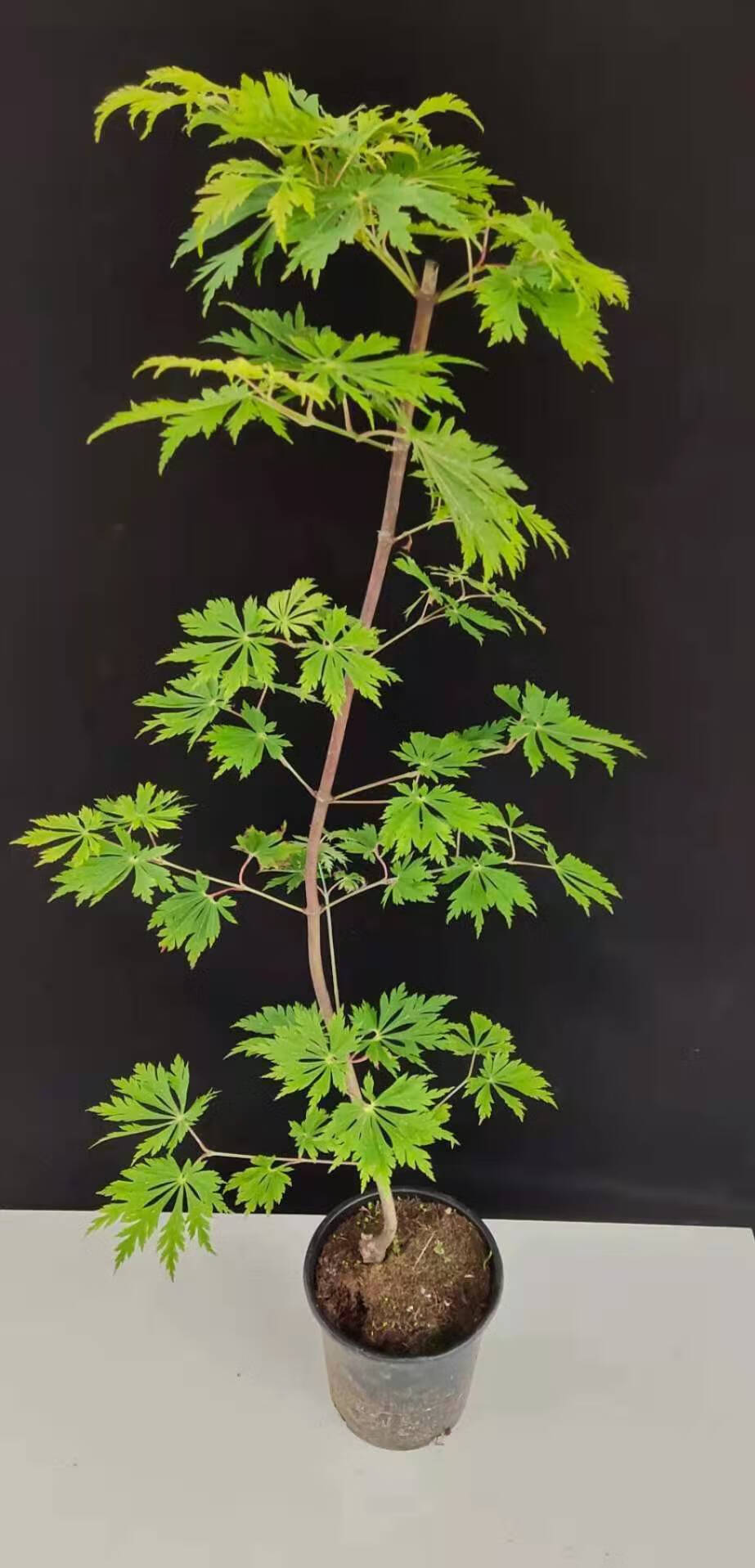 红枫流泉约旦老桩盆栽品种枫树庭院造景植物彩色黄金枫造型流泉3公分