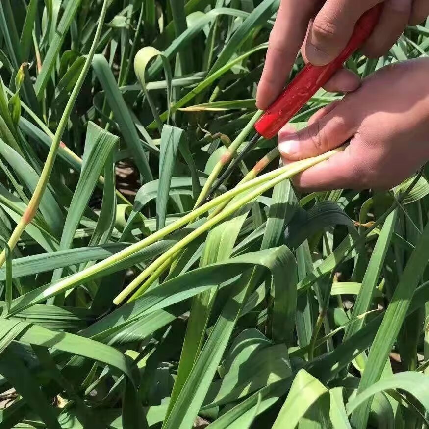 蒜苔收割器刀打抽蒜苔工具抽蒜苔神器蒜苔抽拔器蒜薹刀蒜划刀1把白铁