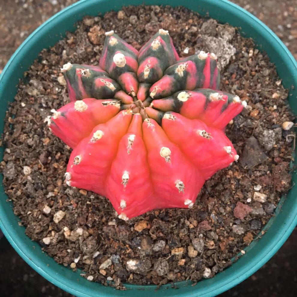 稀有五彩光辉绯牡丹锦仙人球实生阳台桌面 牡丹玉4-5厘米 裸根不带土