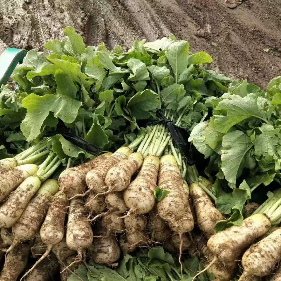 源外 新鲜朝鲜族小伙萝卜韩式泡菜青年萝卜产地直发5斤装全年有货 5斤