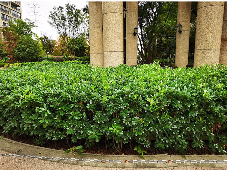 海桐树苗庭院绿化海桐球绿篱工程苗木耐寒篱笆四季常青小苗 海桐球苗