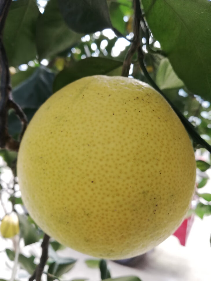 精品果王常山胡柚10斤新鲜水果农家高山特产胜大柚子西柚葡萄精品果王