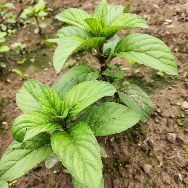 食用清凉薄荷苗盆栽野生驱蚊带泥发货净化空气庭院10棵装 土薄荷薄荷