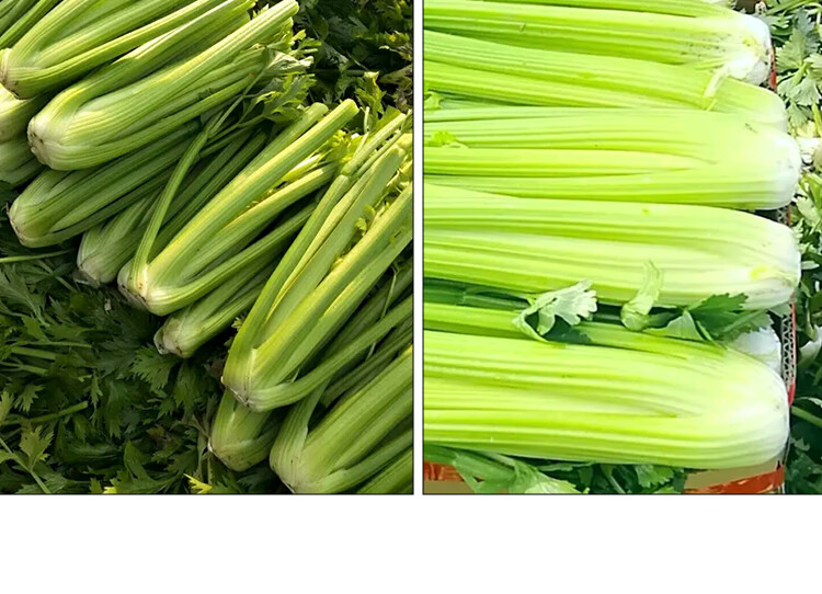 美国西芹种子 亚菲皇后文图拉西芹天津实心芹高产纤维少芹菜籽 拖车头