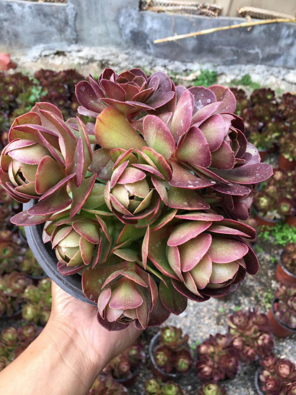 法师老桩群生多头枯法师红腹轮锦多肉盆栽花卉绿植植物 璀璨单头带杆