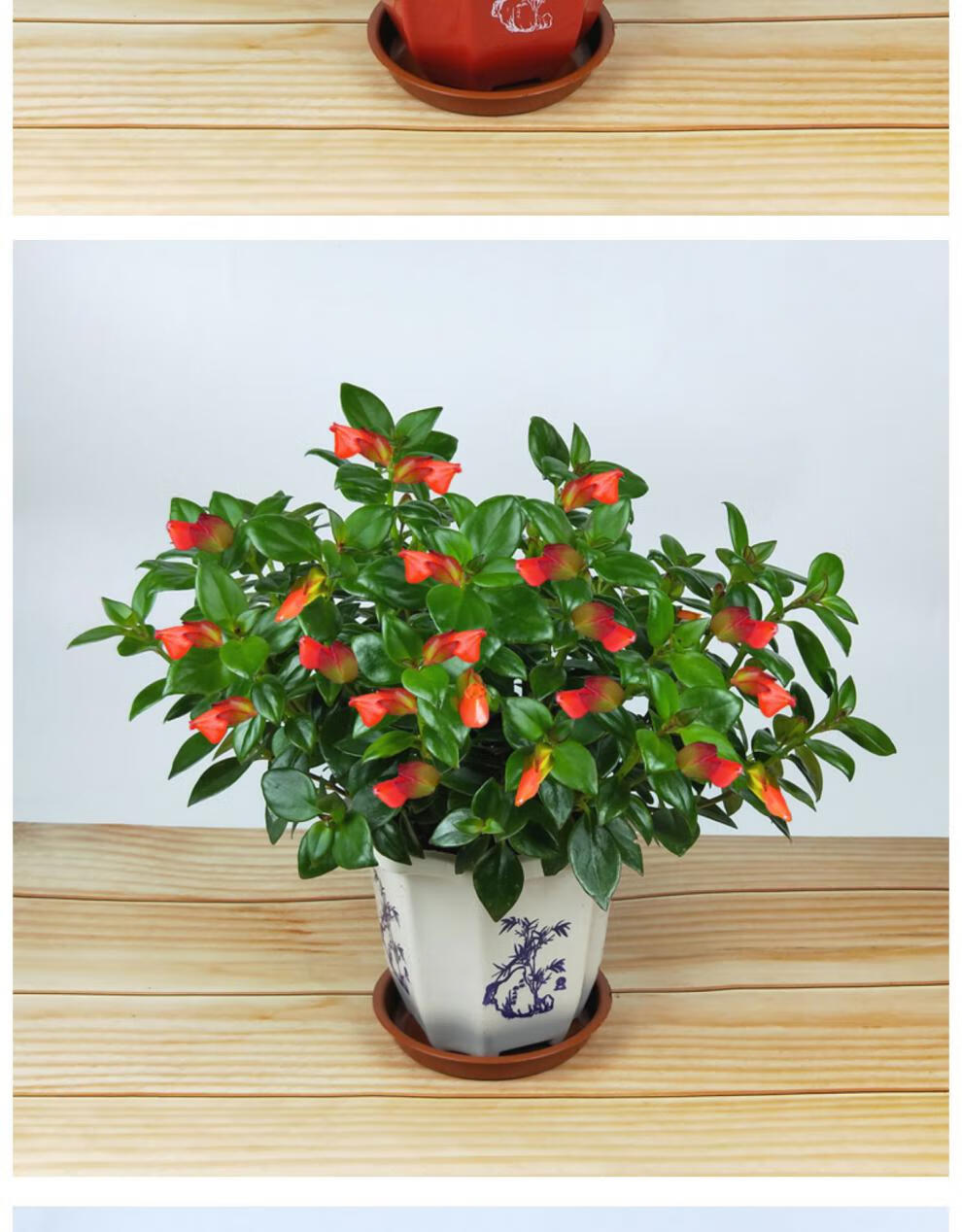 金鱼吊兰红色花金鱼吊兰金鱼花植物室内金鱼草鲜花卉z5160黄金鱼吊兰