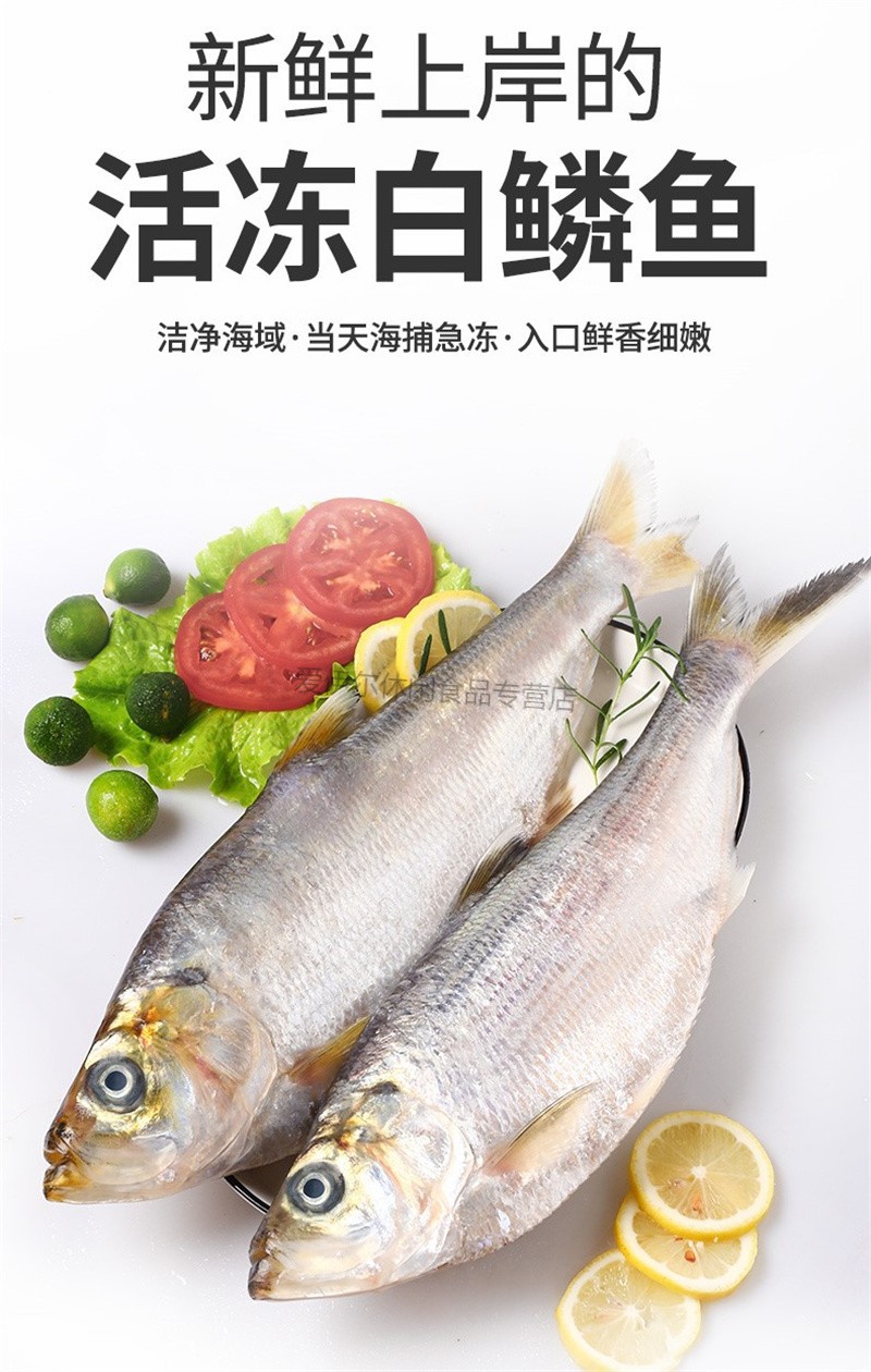新鲜白鳞鱼海捕鳓鱼鲜活速冻曹白鱼白鳓鱼鲞鱼快鱼3斤每条约1斤