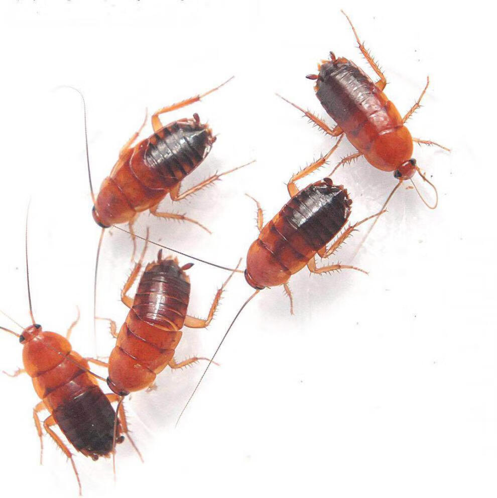 樱桃蟑螂活体活虫幼体杜比亚面包虫蜘蛛守宫爬宠饲料樱桃红蟑螂 0.