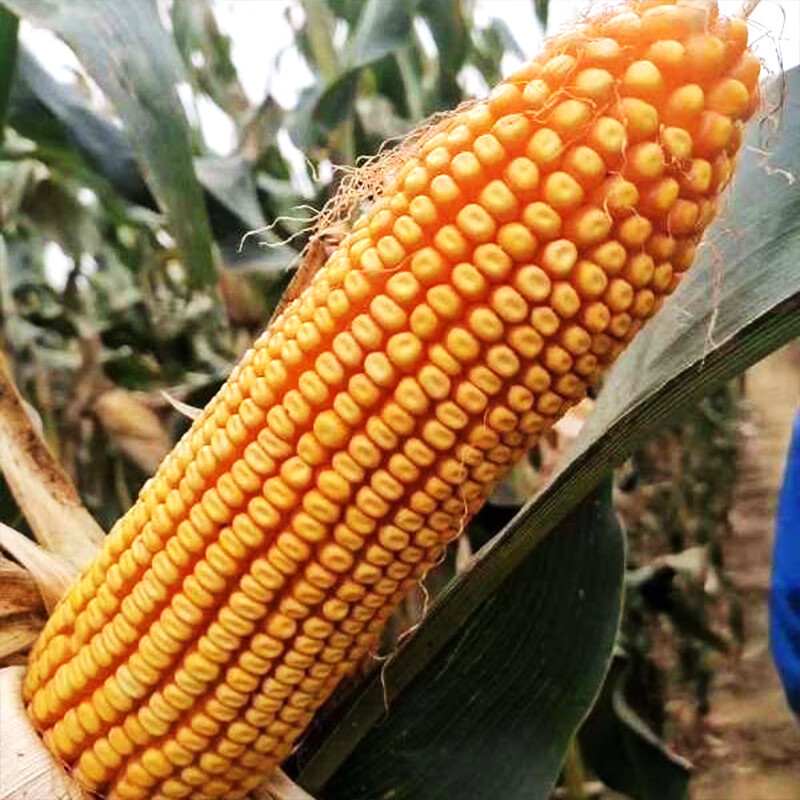 矮大棒沈玉21大田种植杂交玉米种子基地高产大穗抗病国审玉米郑丹958