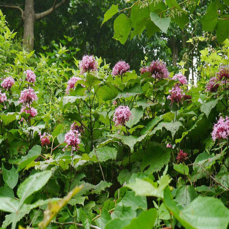 贵州臭牡丹大红袍臭八宝矮童子野朱桐臭枫草臭珠桐根茎叶500g 干货