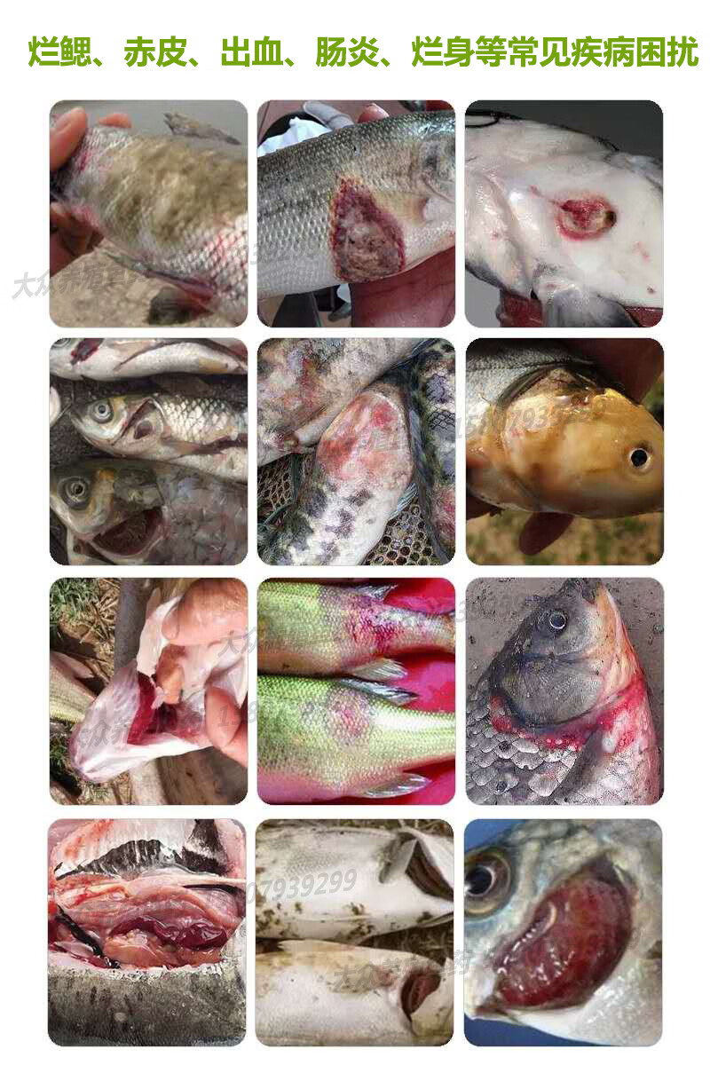 乌头黑背康 草鱼四大家鱼出血烂鳃肠炎肝胆综合症高浓度药 鱼药 200ml