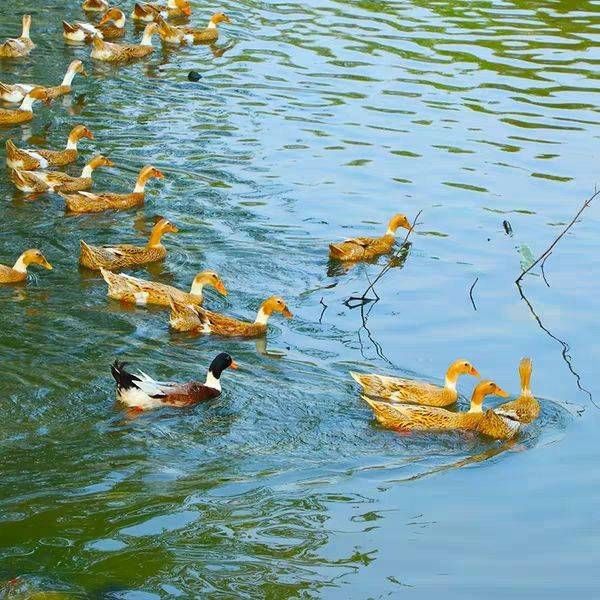 鴨架餵狗鴨架子冷凍鴨架骨生鮮鴨半殼寵物熬湯姬祿福4斤實惠裝