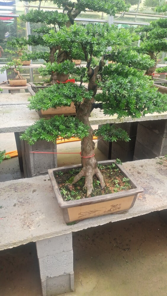 罗汉松庭院客厅罗汉松盆栽植物小型罗汉松盆景 13号罗汉松造型盆景 含