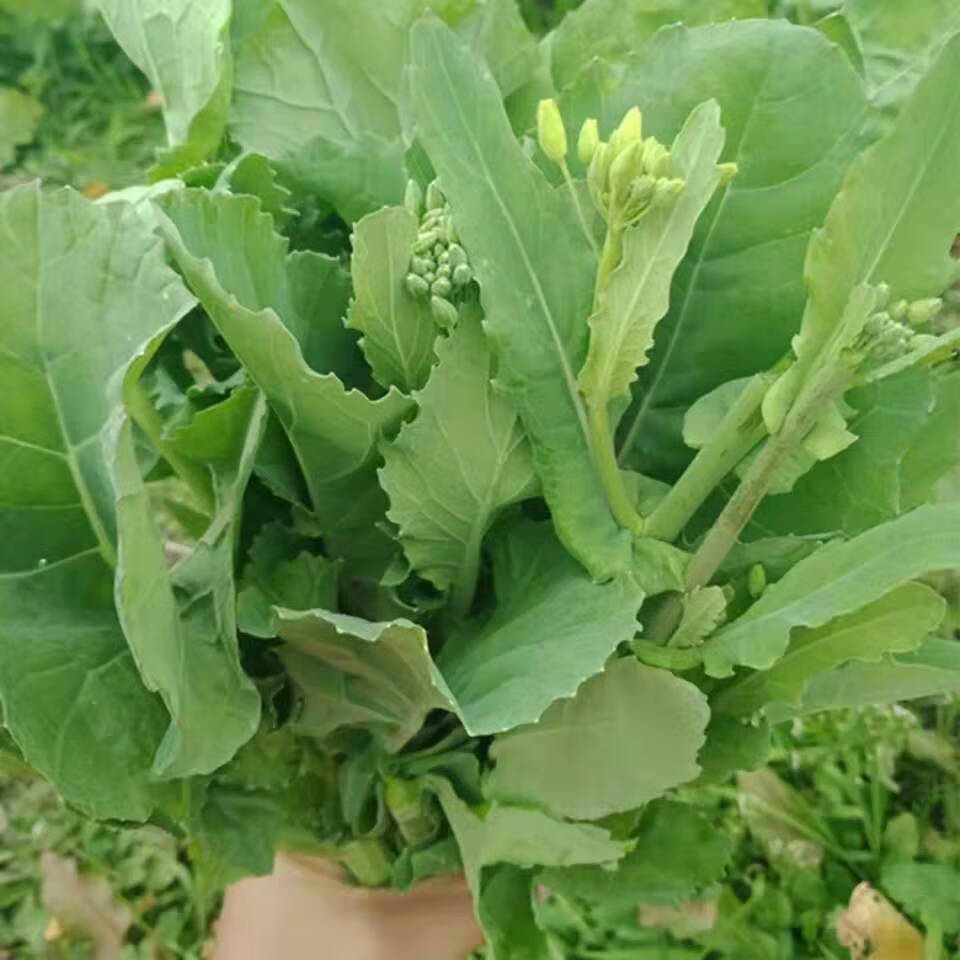 【精选生鲜】湖北打霜新鲜白菜苔农家自种绿菜苔青菜薹菜心时令青蔬菜