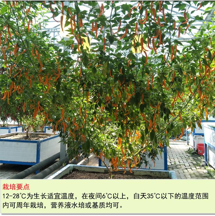 盆栽地栽辣椒树苗家庭阳台盆栽蔬菜辣椒树苗南北方种植线椒苗10颗
