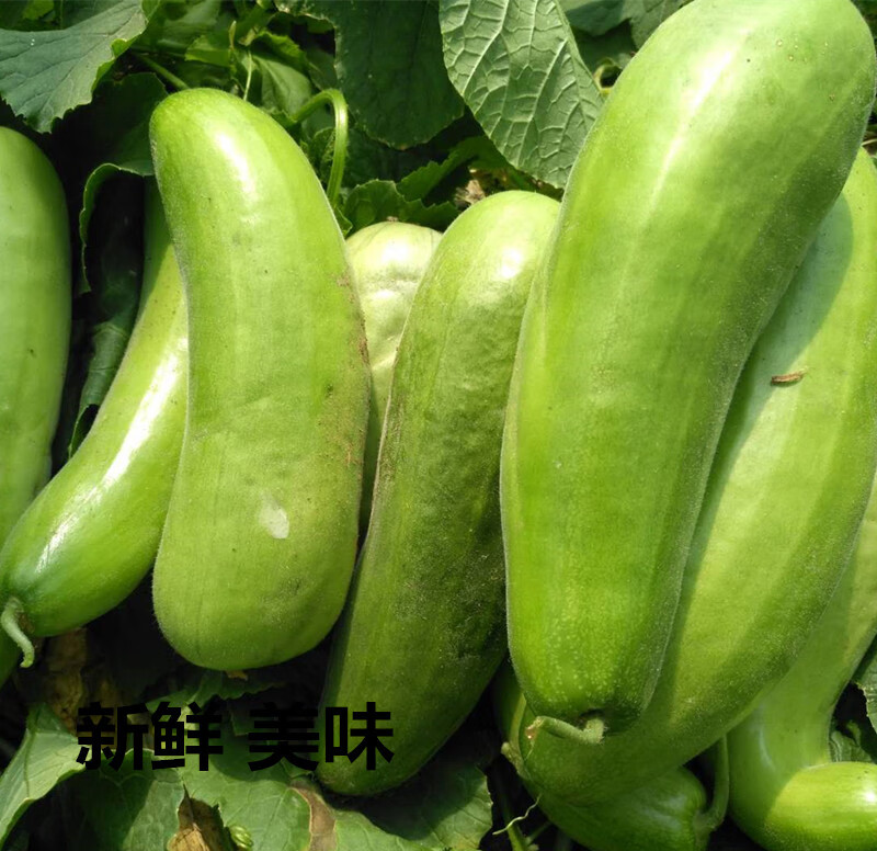 脆瓜稍瓜捎瓜5斤装烧瓜菜瓜八棱脆瓜老年人水果