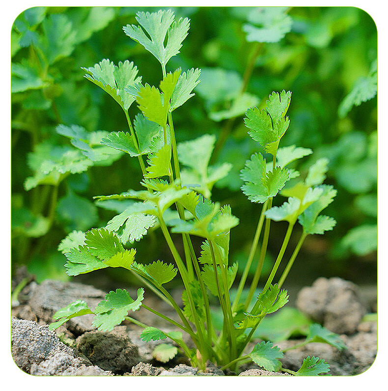 四季小叶香菜种子三天速生芫荽种籽春秋四季阳台大叶蔬菜种孑大全