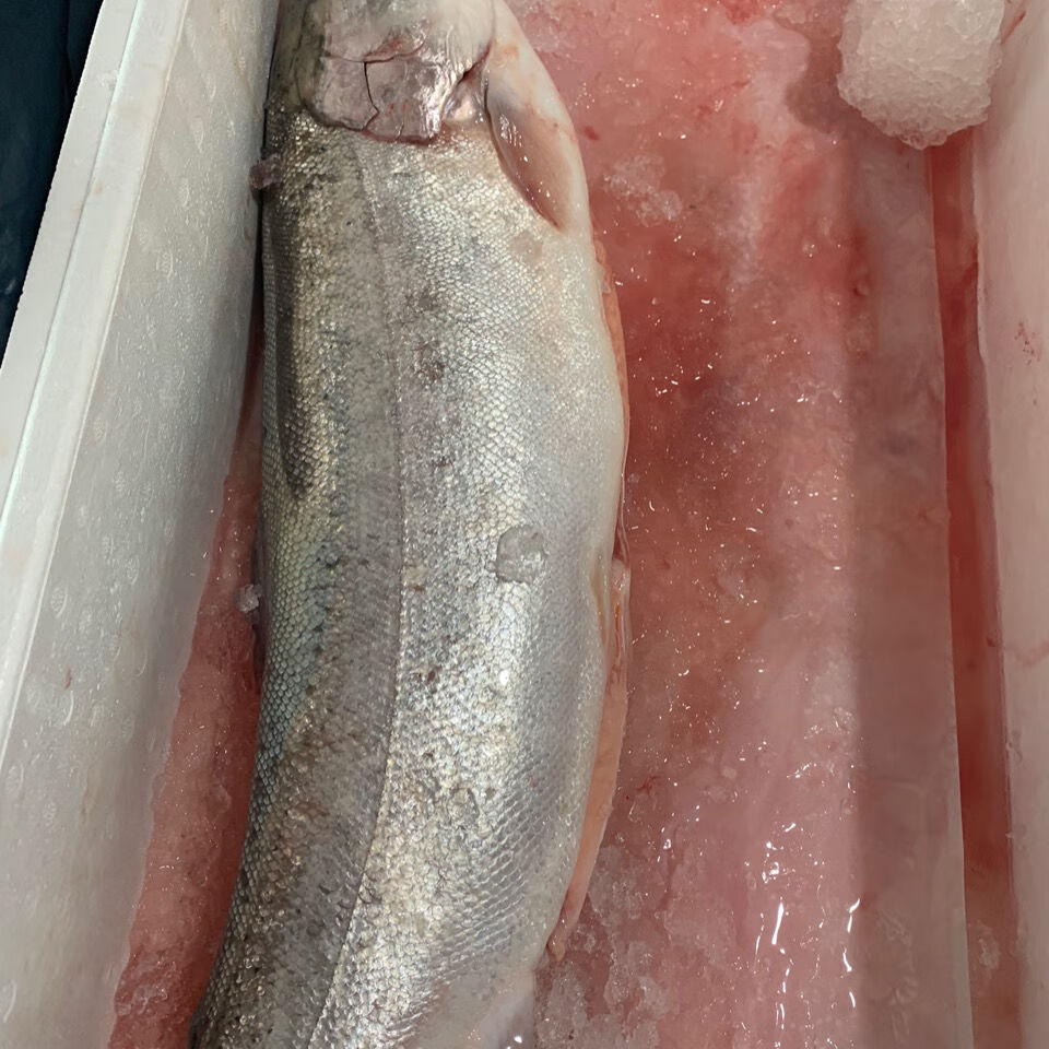 整条三文鱼三文鱼一条开完肚4斤到6斤开片拔刺开片去皮去刺六斤左右