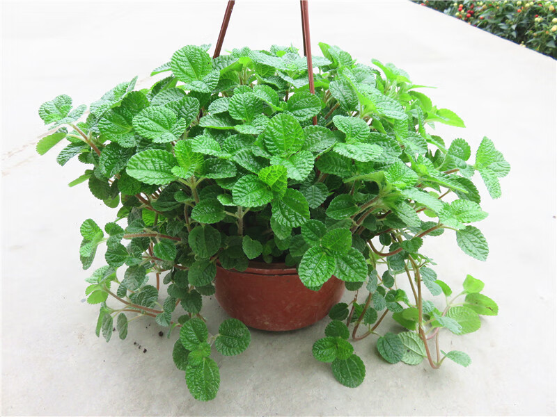 吸毒草吊篮兰柠檬香蜂草皱叶薄荷净化空气吸甲醛好养花卉盆栽 薄荷4盆