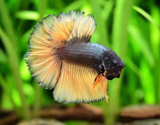 萌萌哒泰国斗鱼马尾狮王半月母斗鱼观赏鱼热带鱼活体宠物淡水鱼鱼缸