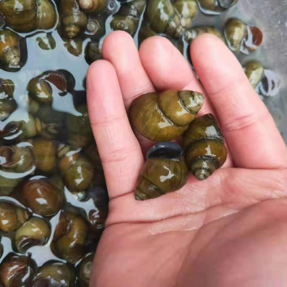 新鲜石螺麻辣田螺新鲜大泥螺新鲜田螺鲜活泥螺清水石螺石螺1500g加