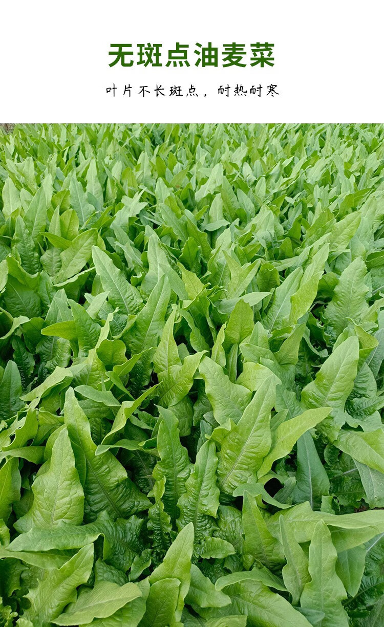 农之子无斑香油麦菜种子青菜种籽四季高产甜脆香油麦菜50g散装